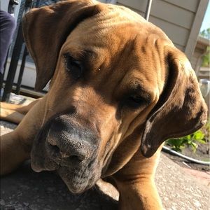 Meet your Posher, Morel